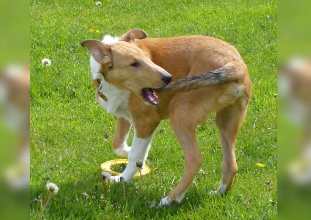 Dog chasing tail.
