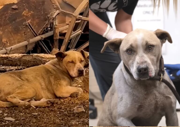 Canelo found among rubble of LA fires.