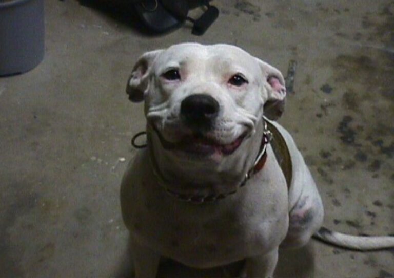 Pitbull terrier smiling.