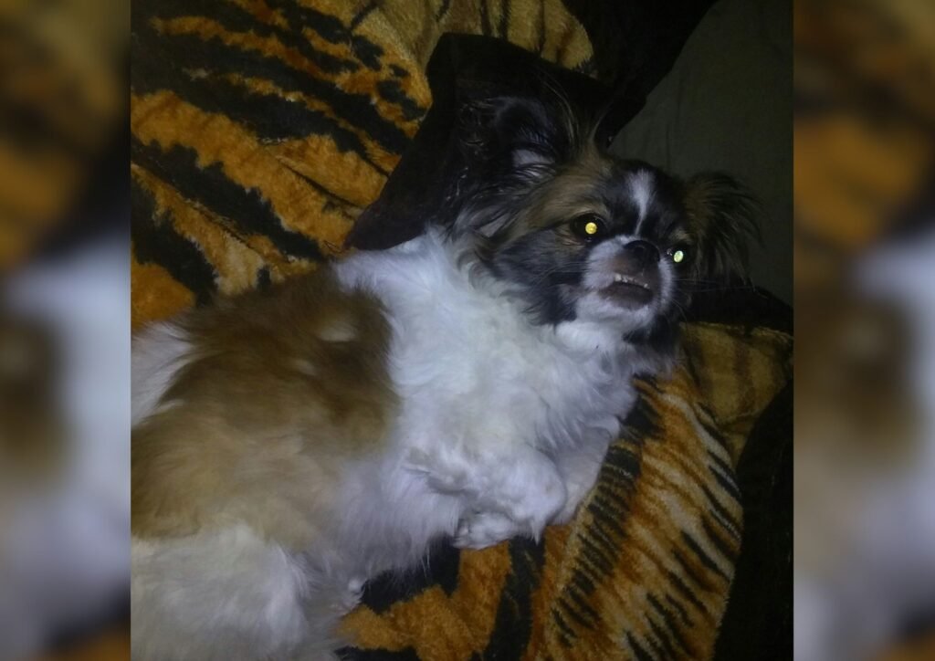 Night vision dog.