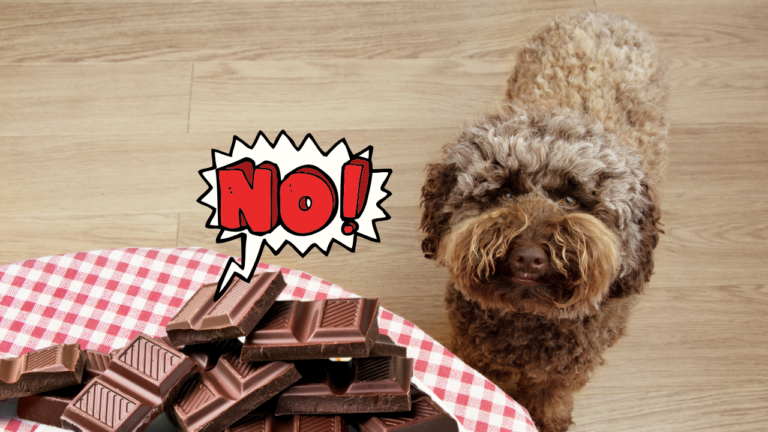 Featured: Say no to chocolate