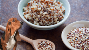 10 Good Sources of Carbohydrate for Dogs - Doggodigest - Carbohydrate Restriction In Dogs