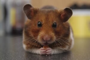Foods You Should Never Feed Your Hamster
