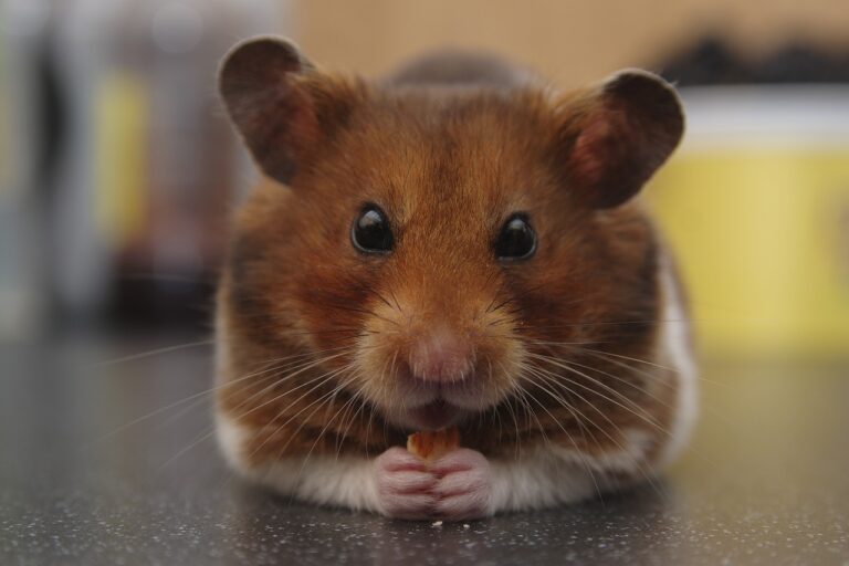 Foods You Should Never Feed Your Hamster