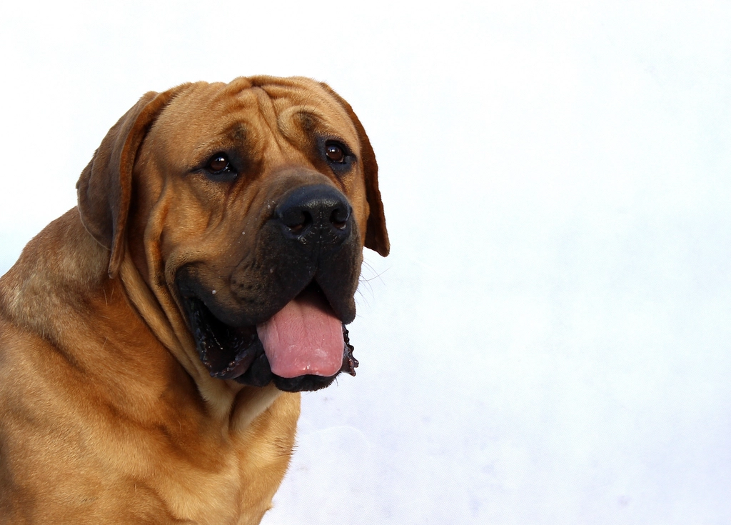 Why Some Laidback Breeds Are Built for Activity