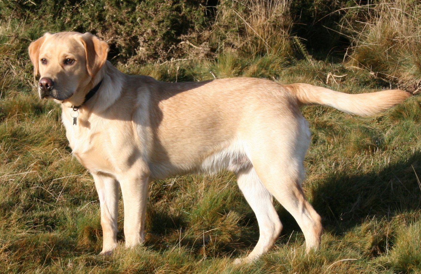 Labrador Retrievers: The Balance of Calm and Energetic