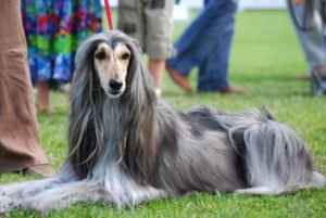 15 Most Popular Long-haired Dog Breeds in the World