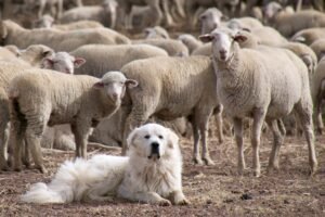 10 Best Dog Breeds for Ranch That Get Along Perfectly with Horses