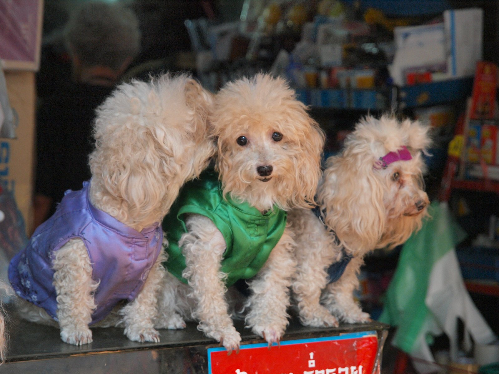The Appeal of Dressing Dogs