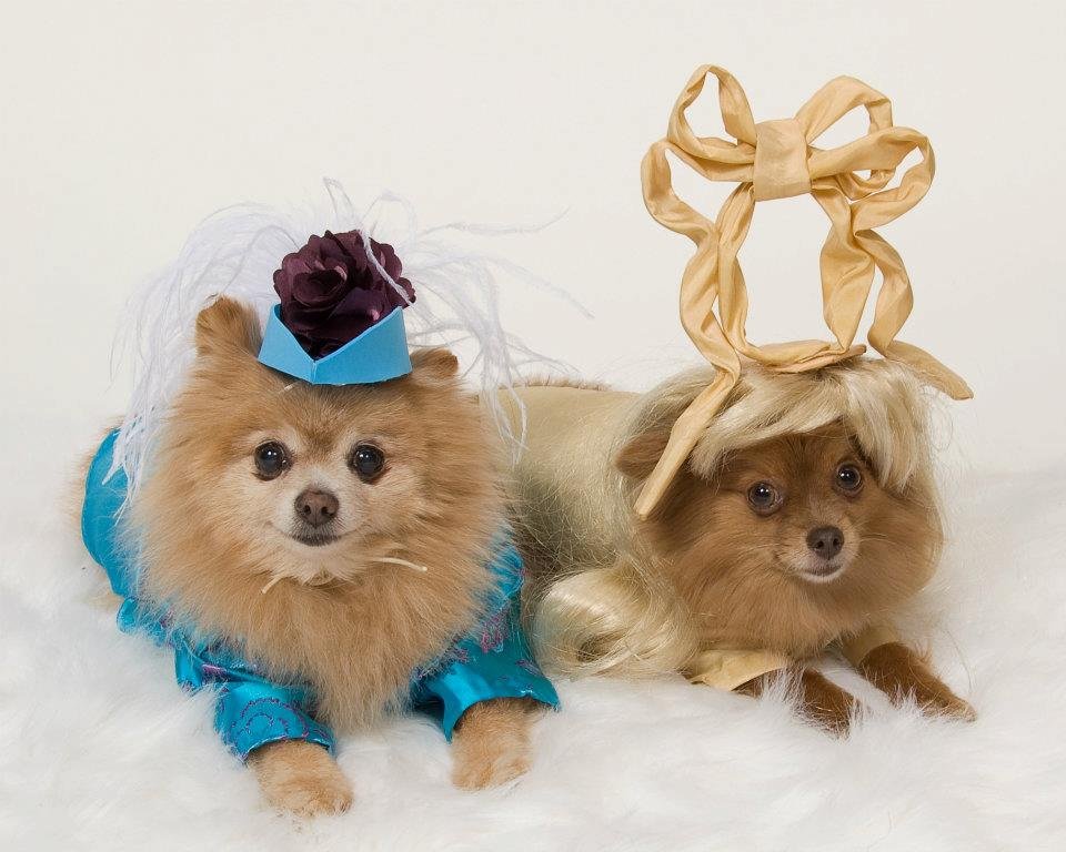 Dogs in Clothes: Cute or Just Plain Cruel?