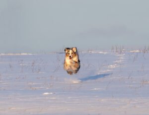 Top 10 Most Athletic Dog Breeds That Need an Active Lifestyle