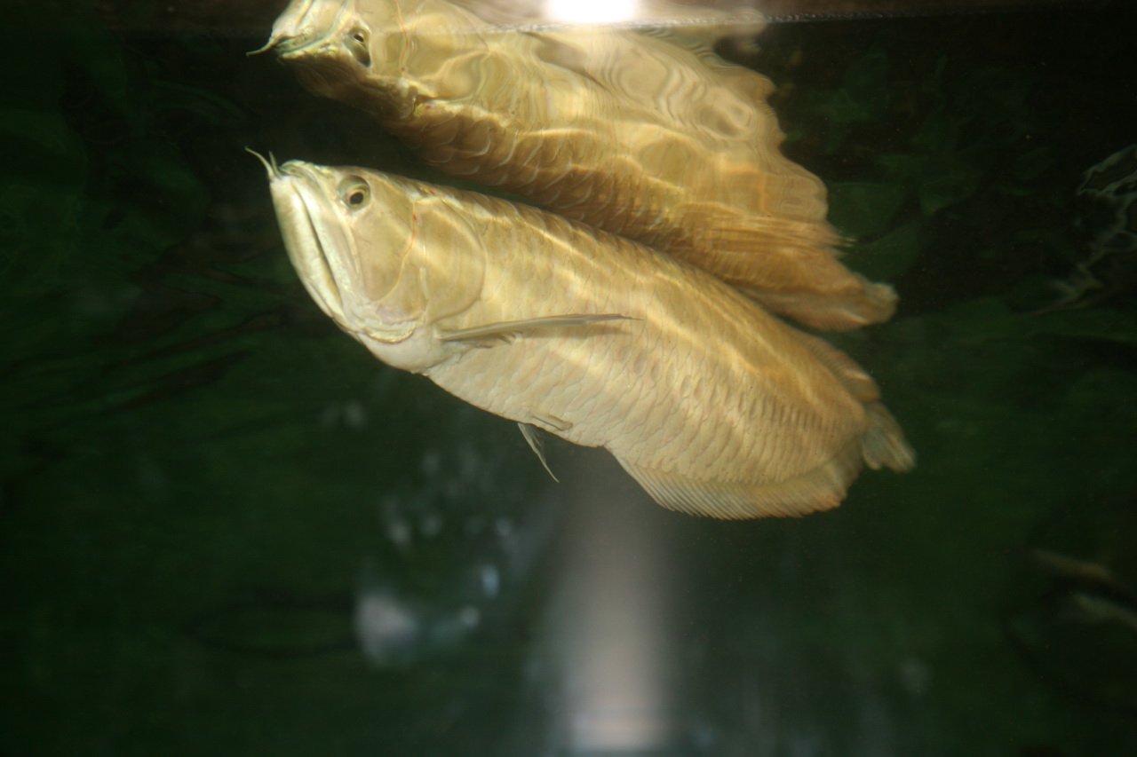 Ancient Origins of the Arowana