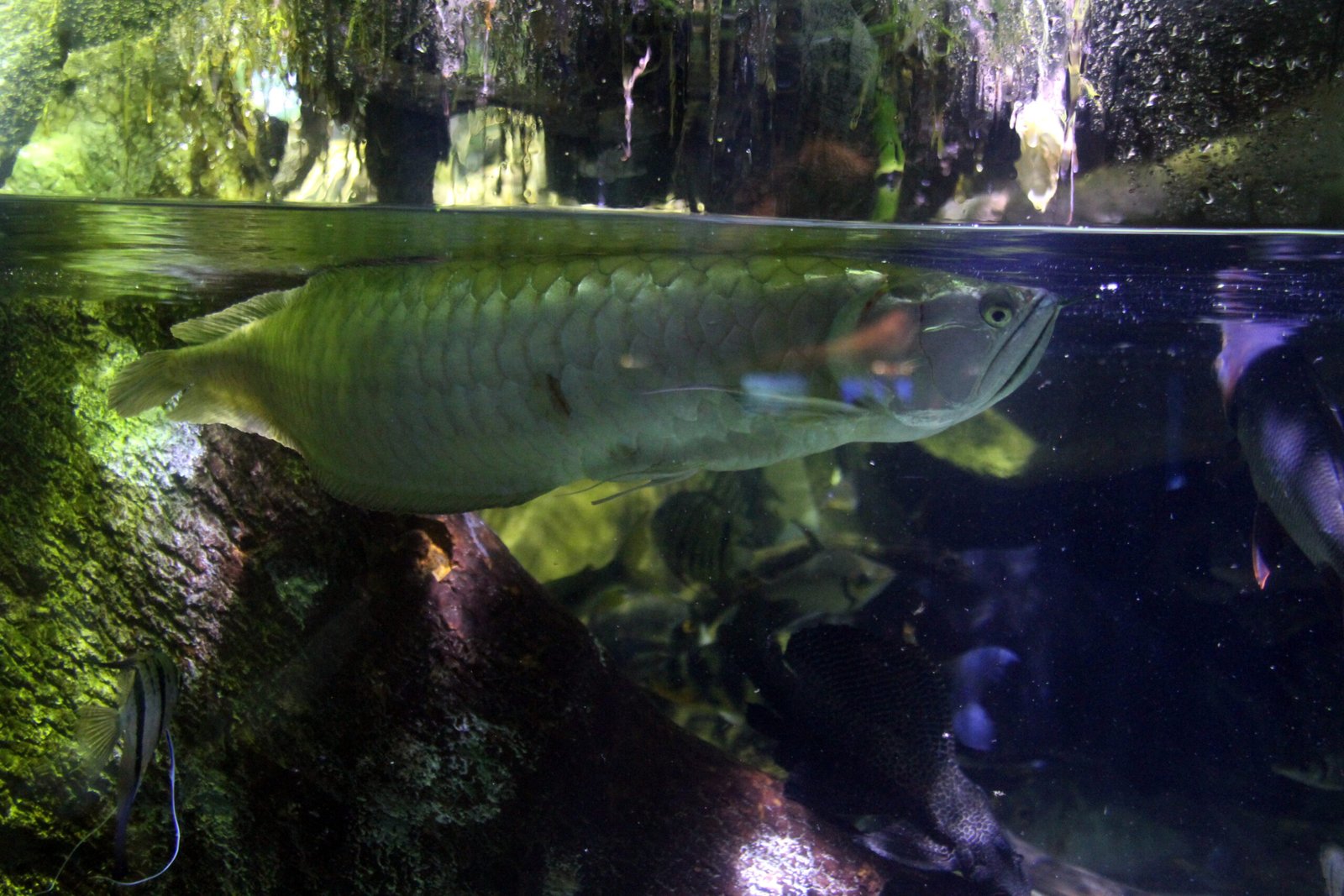 Arowanas: The Skillful Jumpers