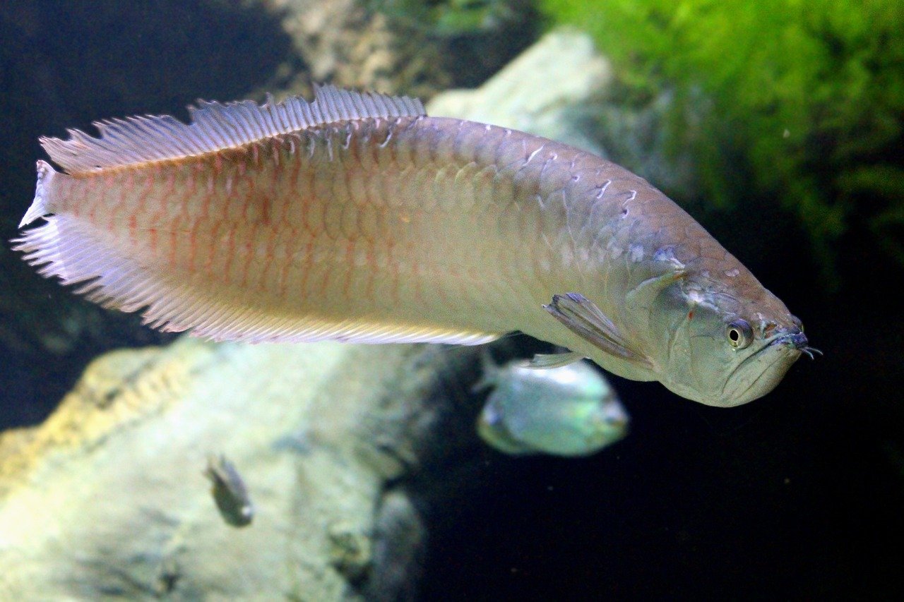 The Lifespan of an Arowana
