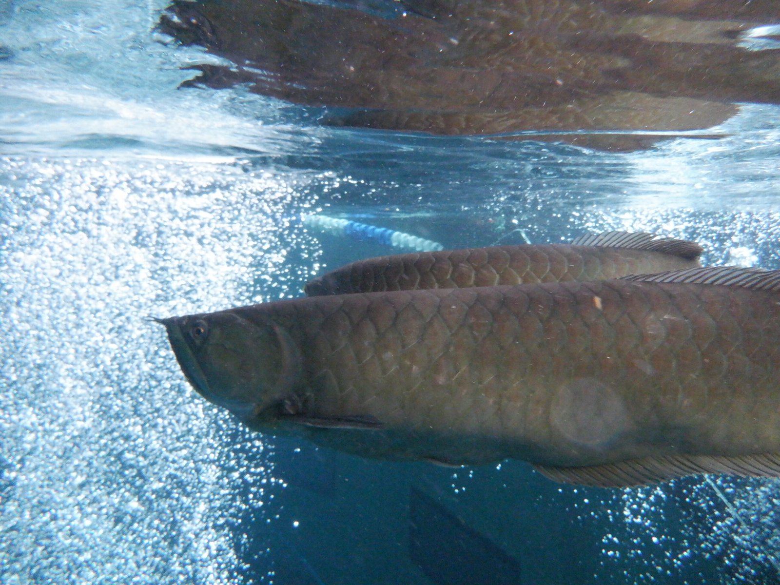 Importance of Tank Environment