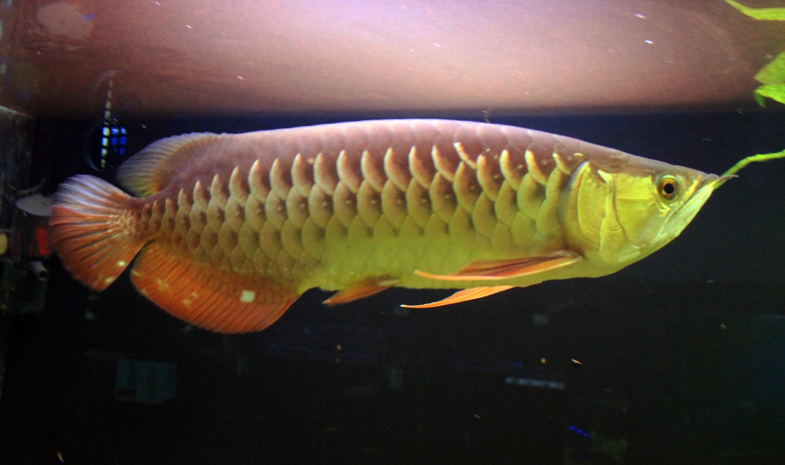 The Allure of the Arowana