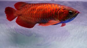 10 Fascinating Facts About the Arowana Fish