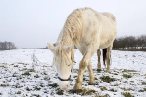 How To Recognize Arthritis in Horses?