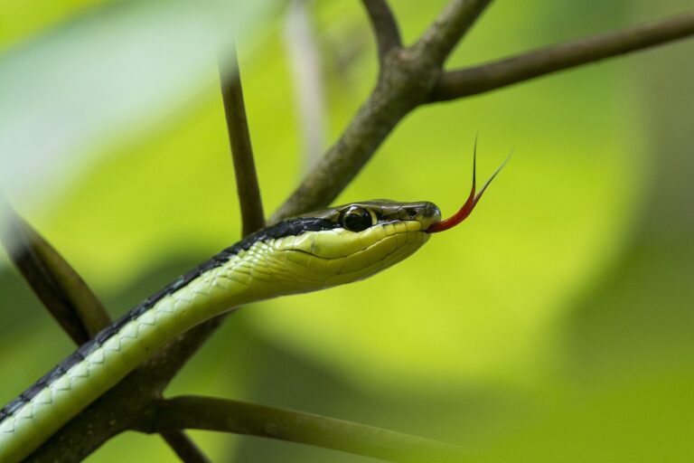 How to Choose the Best Pet Snake for You