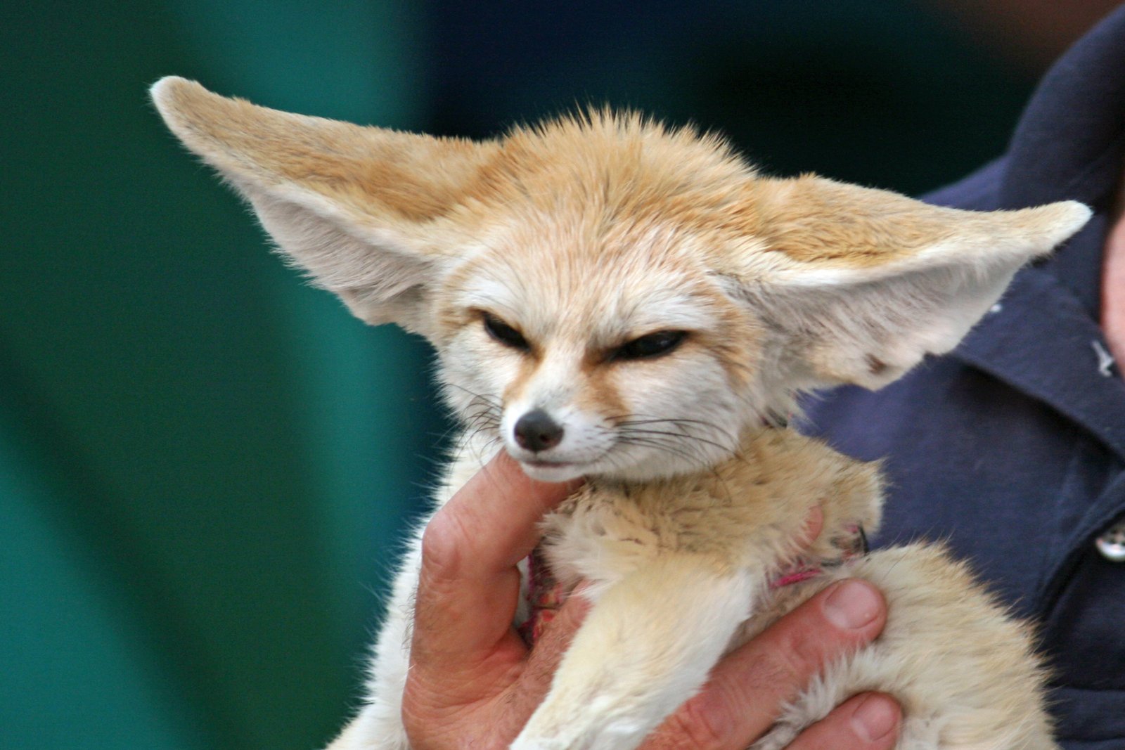 Can a Fennec Fox be Kept as a Pet?