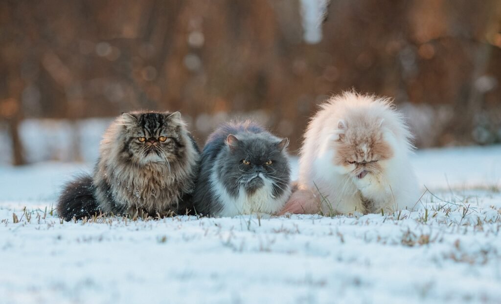 5 Dogs and 5 Cat Breeds With Bushy Coats