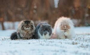 5 Dogs and 5 Cat Breeds With Bushy Coats