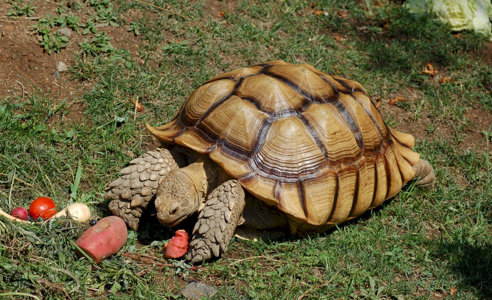 1. The African Spurred Tortoise: A Gentle Giant