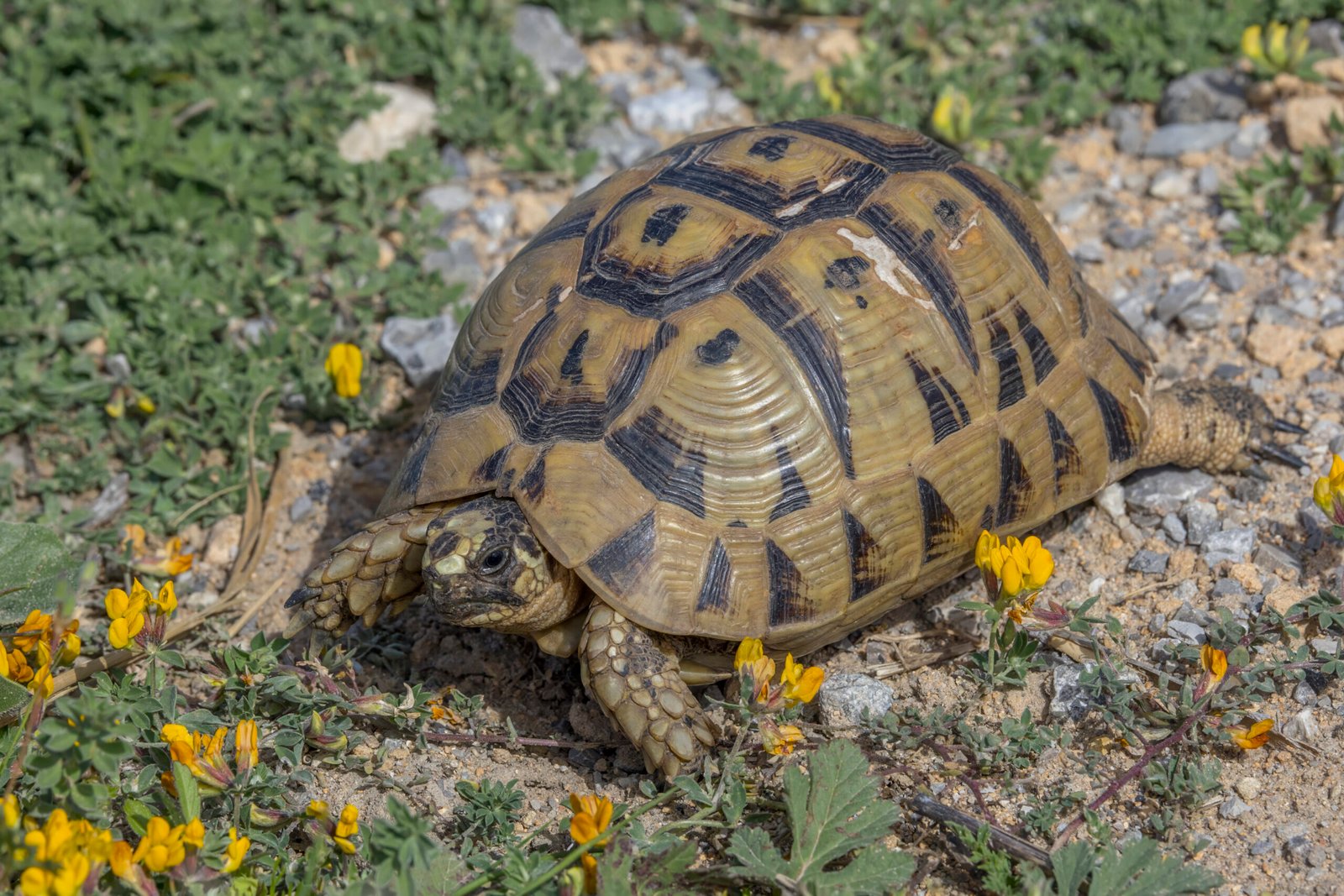 4. The Greek Tortoise: A Classic Choice