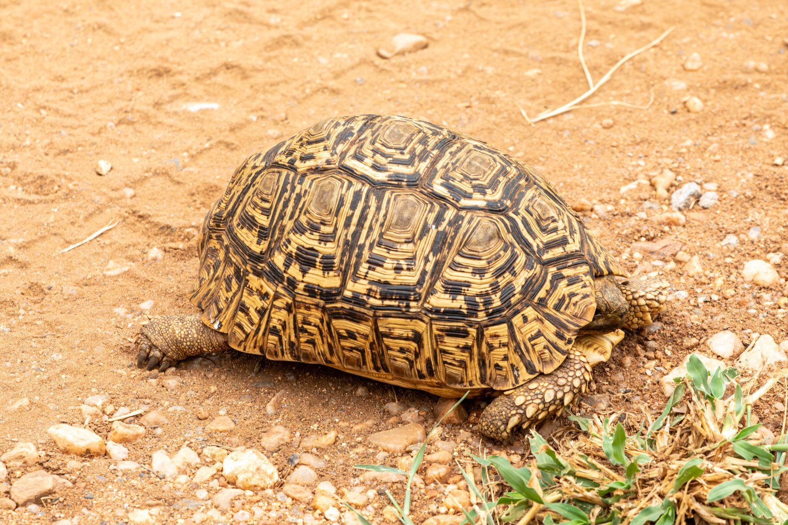 5. The Leopard Tortoise: A Beautiful Addition
