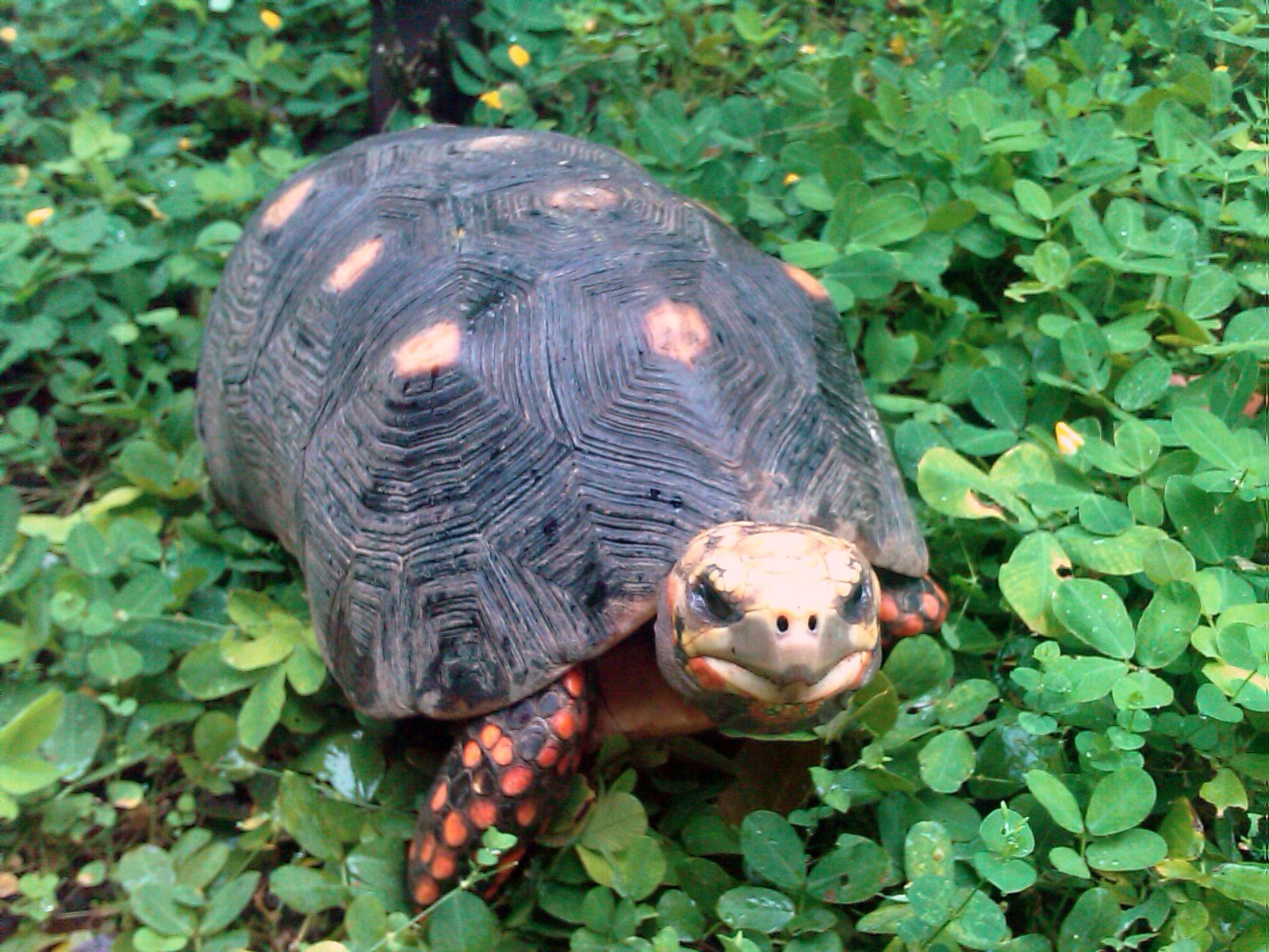 6. The Red-Footed Tortoise: A Tropical Delight