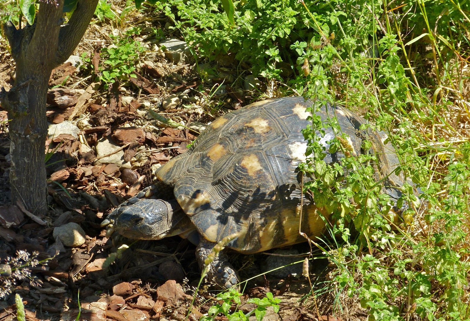 8. The Marginated Tortoise: A Robust Choice