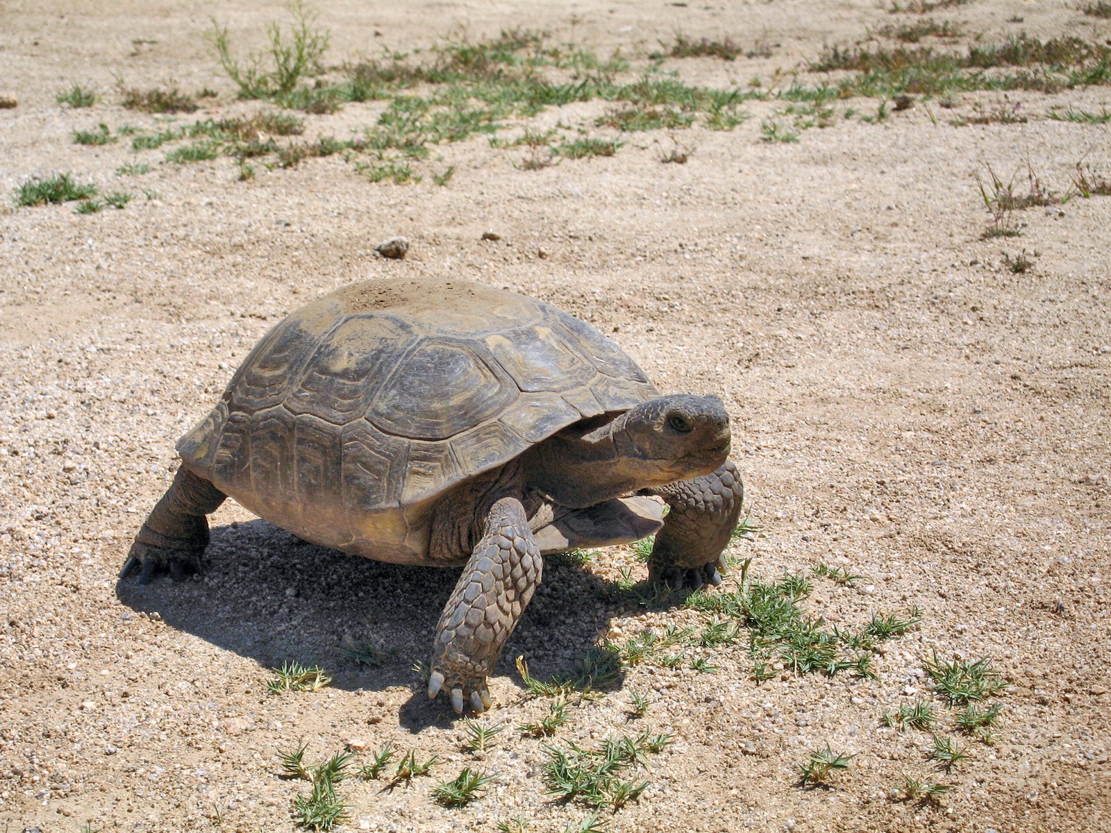 9. The Desert Tortoise: An Endangered Treasure