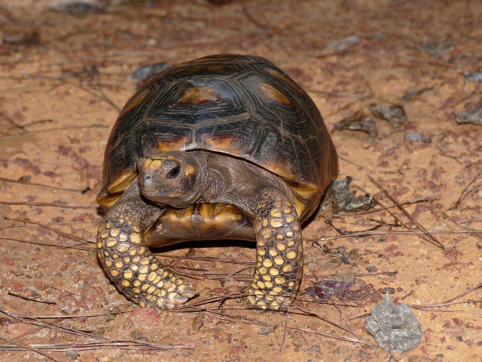 10. The Yellow-Footed Tortoise: A Tropical Explorer