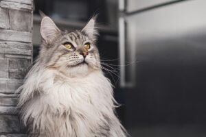 12 Best Cat Breeds For Homes With Multiple Cats