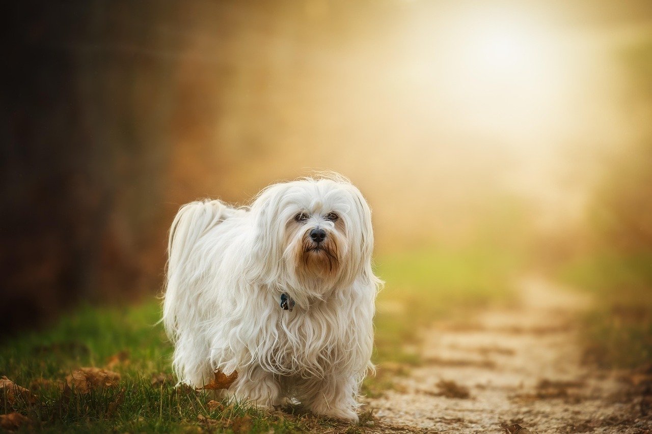14. Havanese: The Playful Charmer