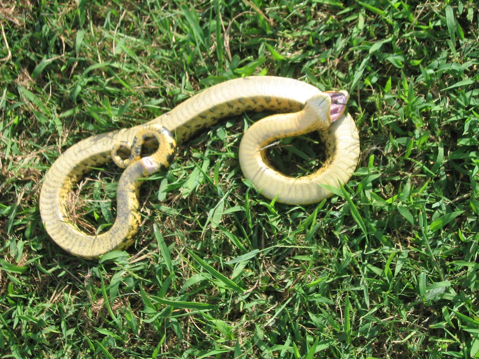 Unique Behavior and Personality