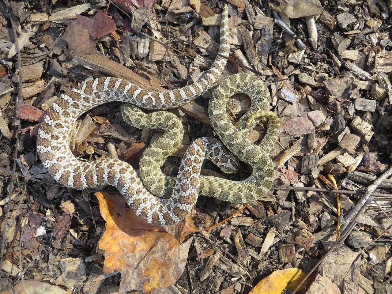 Natural Habitat and Distribution
