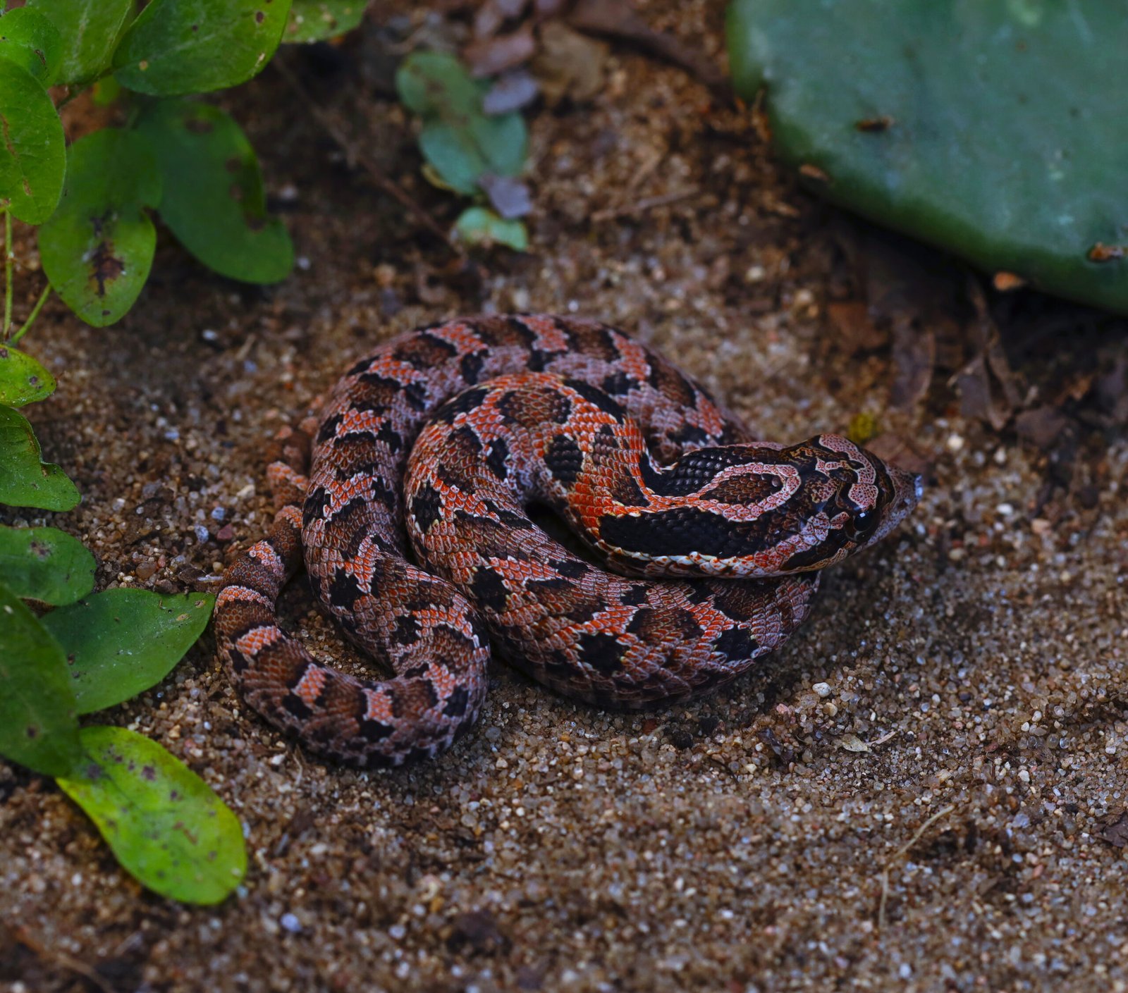 Conservation Status and Threats