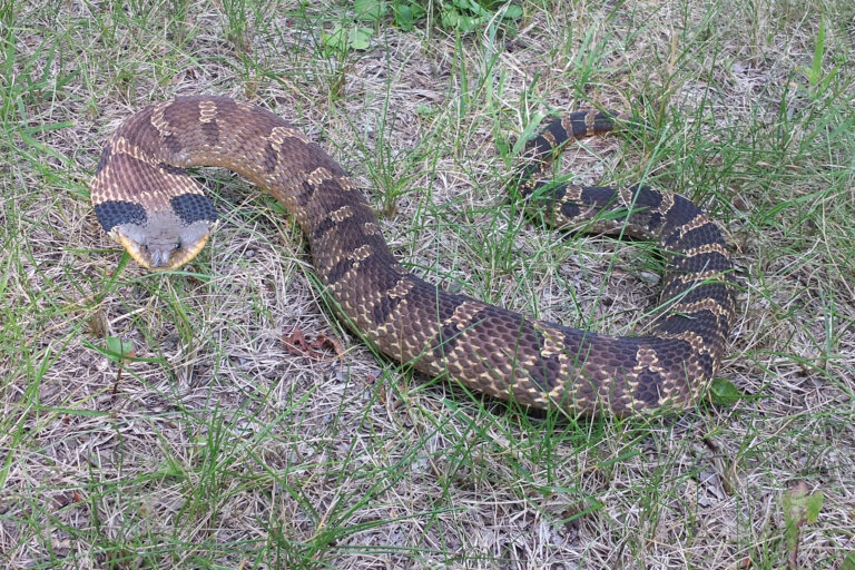 Everything You Need to Know about The Hognose Snake