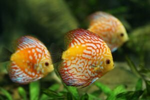 Everything You Need to Know About The Amazonian Jewel, The Discus Fish