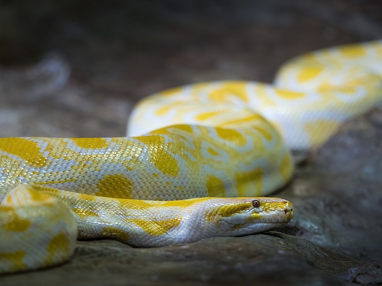Understanding the Reticulated Python’s Nature