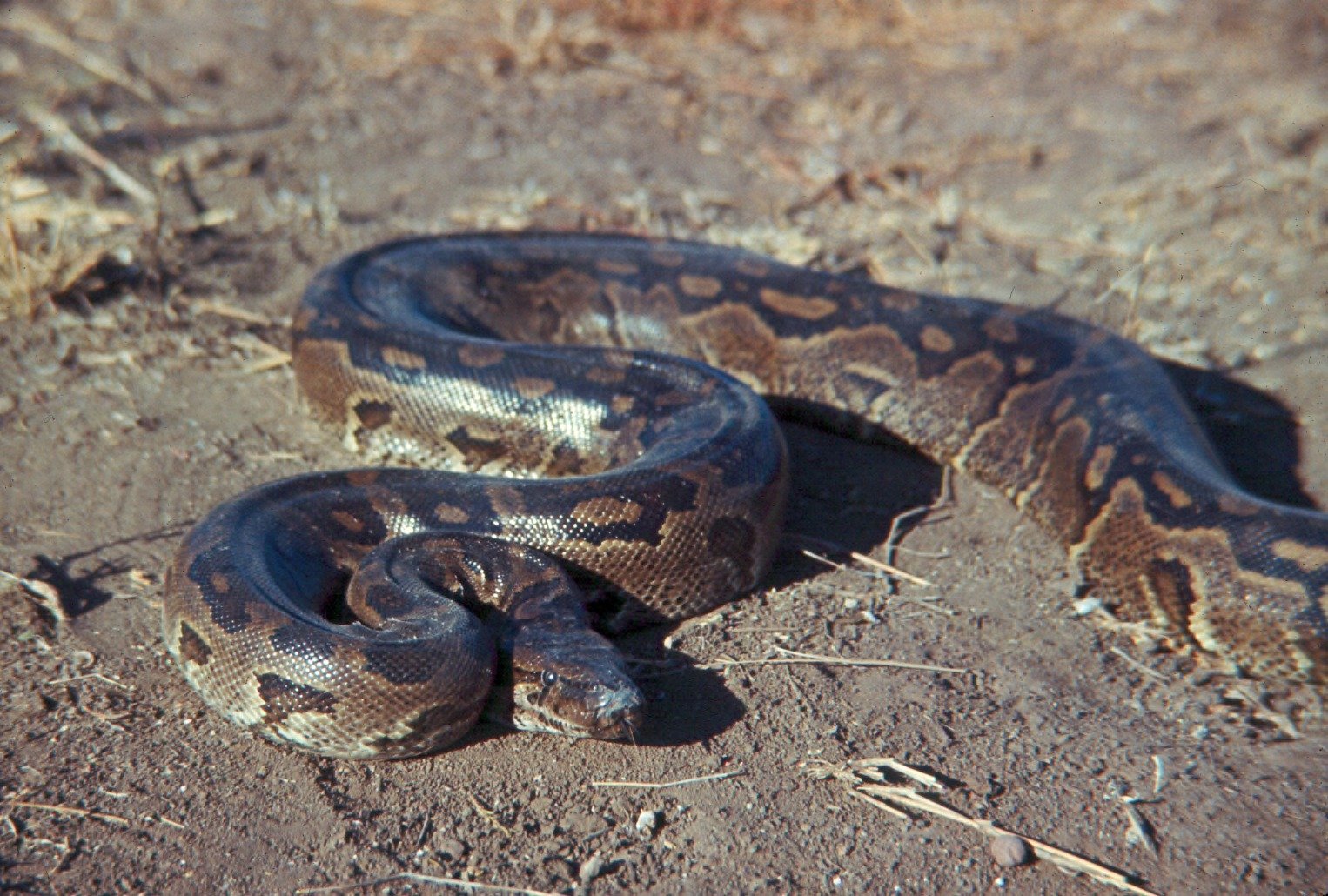 Feeding Your Reticulated Python