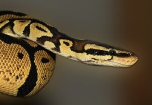 How to Care for a Reticulated Python