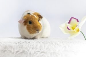 13 Things to Know Before Getting a Guinea Pig