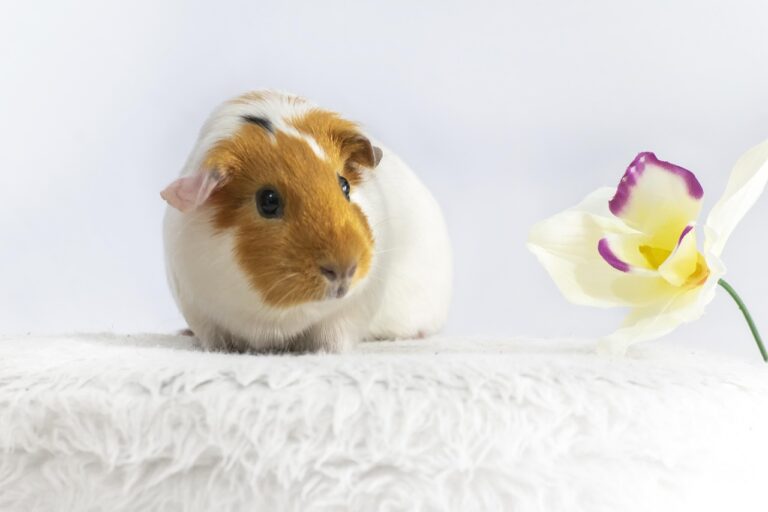 13 Things to Know Before Getting a Guinea Pig