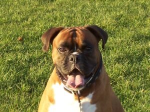 How to Prevent Stinky Breath in Dogs