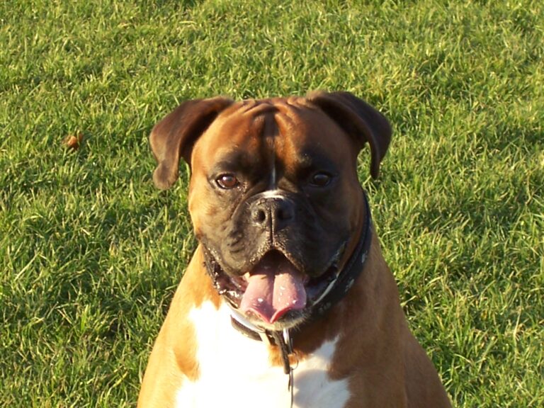 How to Prevent Stinky Breath in Dogs