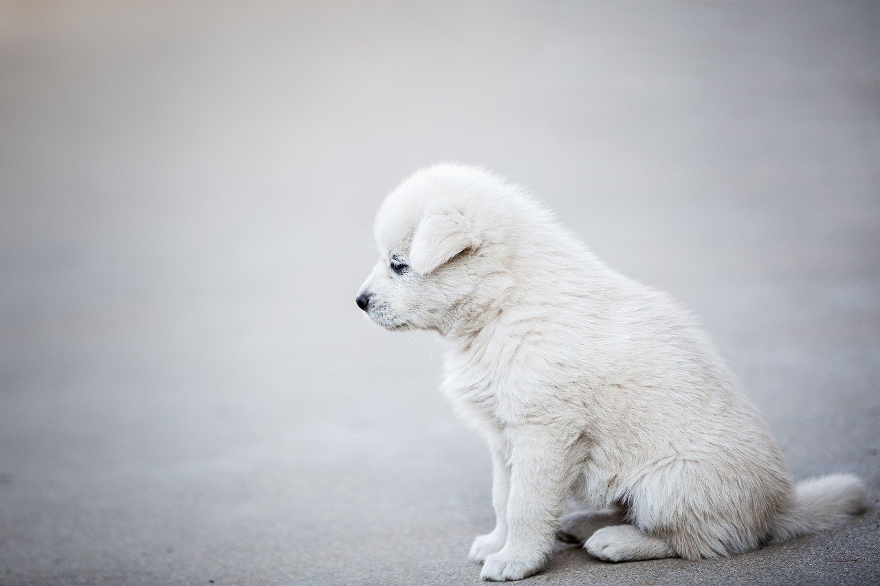 Understanding the Roots of Separation Anxiety