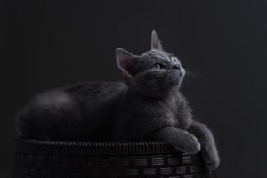 5 Friendliest Cat Breeds and 5 that Prefer Being Alone