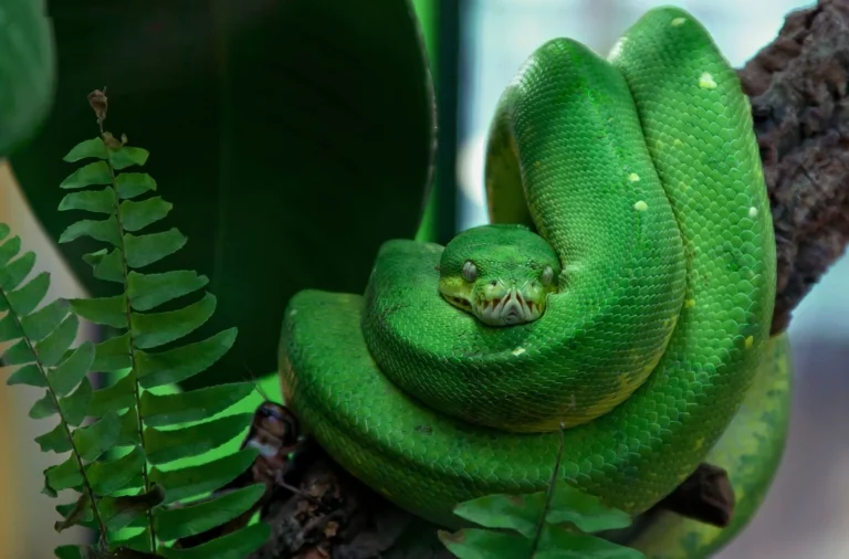 How to Care for a Pet Green Tree Python